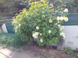 성주 농업인님의 자유주제 · 자유게시판 작성글 사진