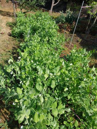 성주 농업인님의 자유주제 · 자유게시판 작성글 사진