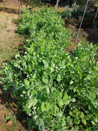 성주 농업인님의 자유주제 · 자유게시판 작성글 사진