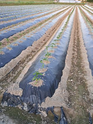 마정숙님의 고추 · 일상 작성글 사진