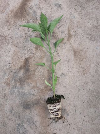 마정숙님의 고추 · 일상 작성글 사진