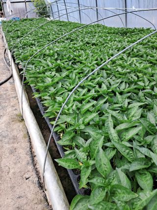 마정숙님의 고추 · 일상 작성글 사진