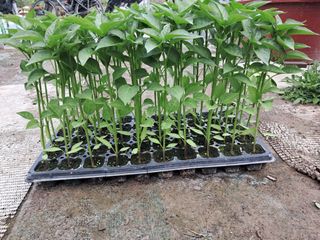 마정숙님의 고추 · 일상 작성글 사진