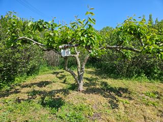 장양농원6606님의 배 · 영농일지 작성글 사진