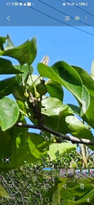 장양농원6606님의 배 · 영농일지 작성글 사진