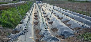 에바다님의 고추 · 영농일지 작성글 사진