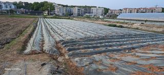 에바다님의 고추 · 영농일지 작성글 사진