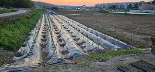 에바다님의 고추 · 영농일지 작성글 사진