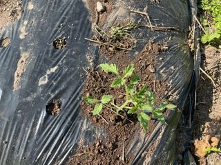 도곡님의 자유주제 · 자유게시판 작성글 사진