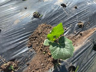 도곡님의 자유주제 · 자유게시판 작성글 사진