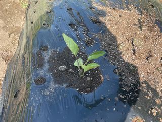 도곡님의 자유주제 · 자유게시판 작성글 사진