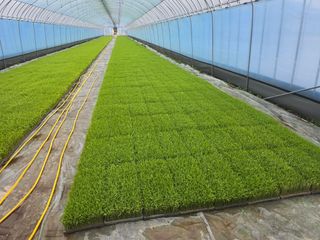 박은수님의 벼 · 영농일지 작성글 사진