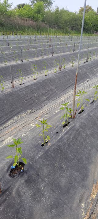 김종옥님의 고추 · 영농일지 작성글 사진