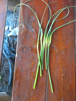 로즈마리님의 마늘 · 영농일지 작성글 사진