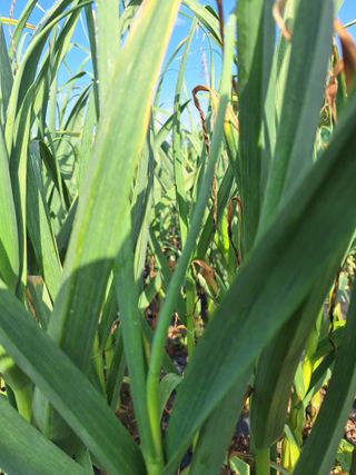 로즈마리님의 마늘 · 영농일지 작성글 사진