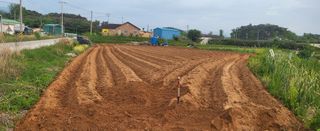 조미숙님의 고추 · 영농일지 작성글 사진