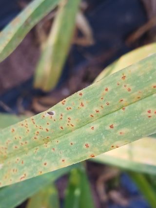 신현철님의 농사, 무엇이든 물어보세요! · 참여글 작성글 사진