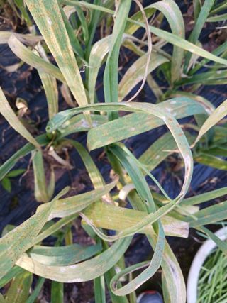 신현철님의 농사, 무엇이든 물어보세요! · 참여글 작성글 사진