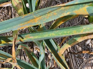 왜목 김진규님의 마늘 · 영농일지 작성글 사진