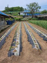 팜모닝 고구마·영농일지 게시글 이미지