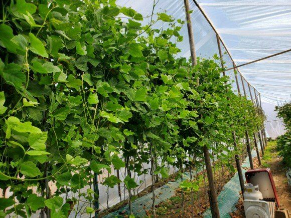 정보센터님의 장터 판매 상품 [무처럼 깍아먹는 일년 재배용 칡] 첨부 사진