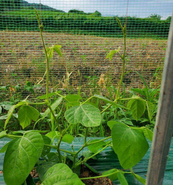 정보센터님의 장터 판매 상품 [무처럼 깍아먹는 일년 재배용 칡] 첨부 사진