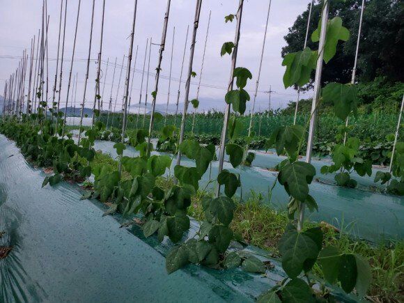 정보센터님의 장터 판매 상품 [무처럼 깍아먹는 일년 재배용 칡] 첨부 사진