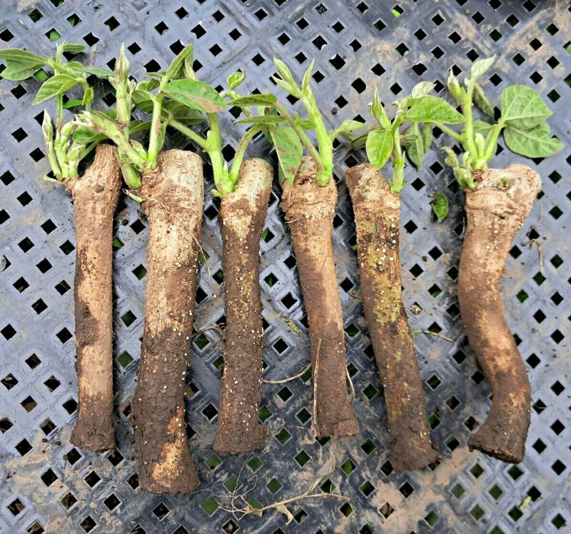 정보센터님의 장터 판매 상품 [무처럼 깍아먹는 일년 재배용 칡] 첨부 사진