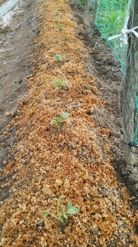 정보센터님의 장터 판매 상품 [무처럼 깍아먹는 일년 재배용 칡] 첨부 사진