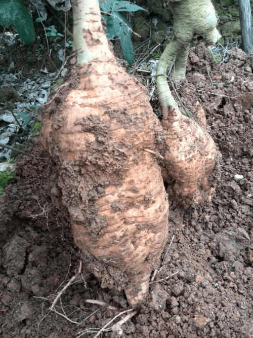 정보센터님의 장터 판매 상품 [무처럼 깍아먹는 일년 재배용 칡] 첨부 사진
