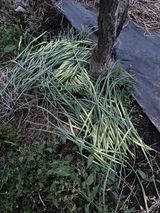 팜모닝 자유주제·자유게시판 게시글 이미지