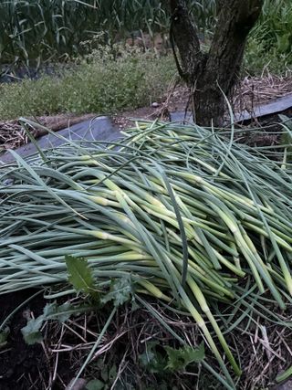 오디님의 자유주제 · 자유게시판 작성글 사진