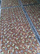 팜모닝 참깨·영농일지 게시글 이미지