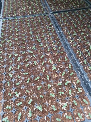 무 하님의 참깨 · 영농일지 작성글 사진