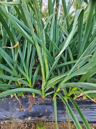 백수현님의 자유주제 · 건의해요 작성글 사진