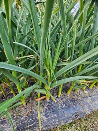 백수현님의 자유주제 · 건의해요 작성글 사진