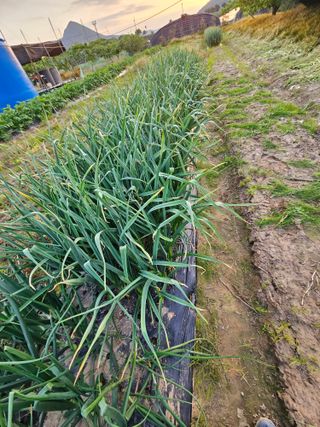 백수현님의 자유주제 · 건의해요 작성글 사진