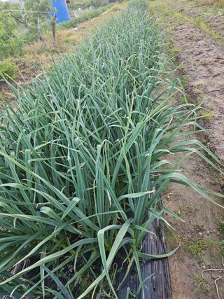 백수현님의 자유주제 · 건의해요 작성글 사진
