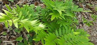 해오름달님의 자유주제 · 자유게시판 작성글 사진