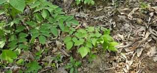 해오름달님의 자유주제 · 자유게시판 작성글 사진