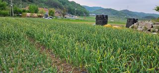 초보 농사김상배님의 마늘 · 병해충상담 작성글 사진