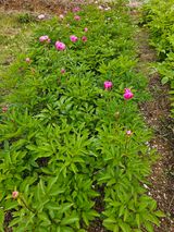 팜모닝 자유주제·자유게시판 게시글 이미지