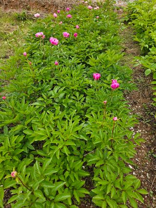 (장수 차행준)님의 자유주제 · 자유게시판 작성글 사진