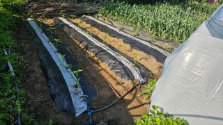 삼례텃밭지기님의 고추 · 영농일지 작성글 사진