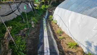 삼례텃밭지기님의 고추 · 영농일지 작성글 사진