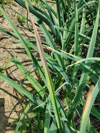 SCH님의 마늘 · 병해충상담 작성글 사진