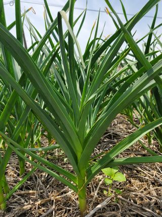 SCH님의 마늘 · 병해충상담 작성글 사진