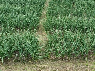 SCH님의 마늘 · 병해충상담 작성글 사진