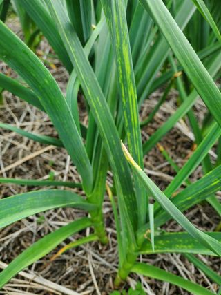 SCH님의 마늘 · 병해충상담 작성글 사진