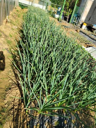 농업인님의 자유주제 · 자유게시판 작성글 사진